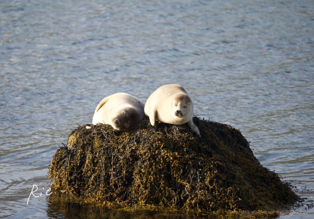 SIGMAレンズ400mmで撮影したアザラシ