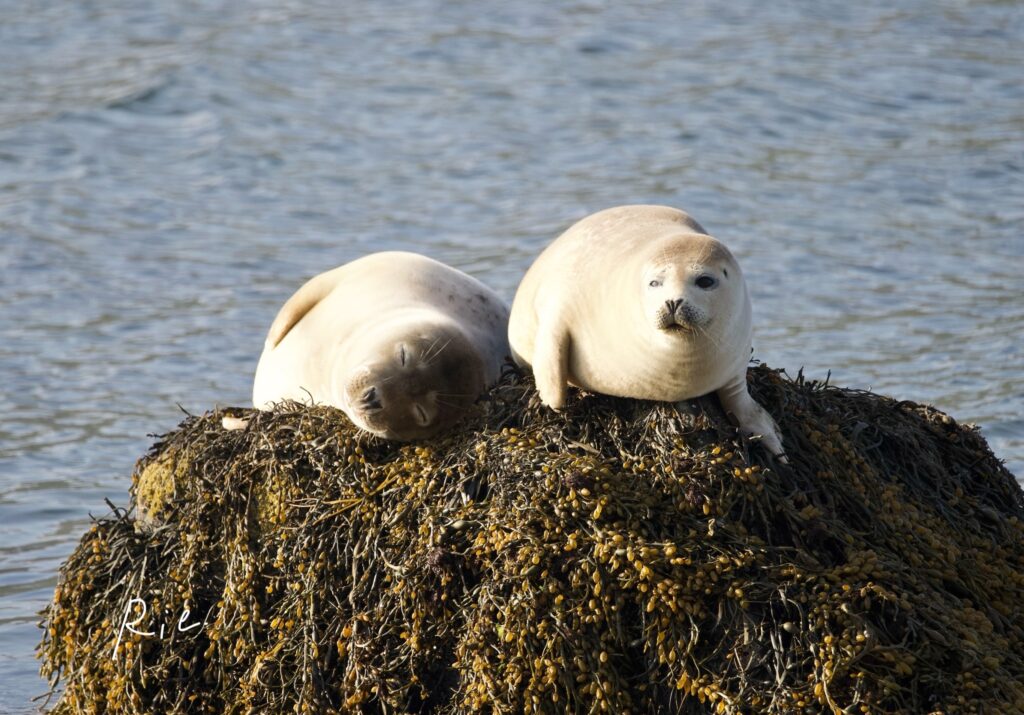 SIGMAレンズ600mm(APS-Cモード)で撮影したアザラシ