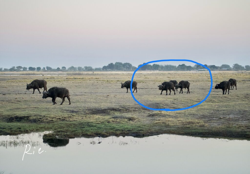 SIGMAレンズ100mmで撮影したバッファロー