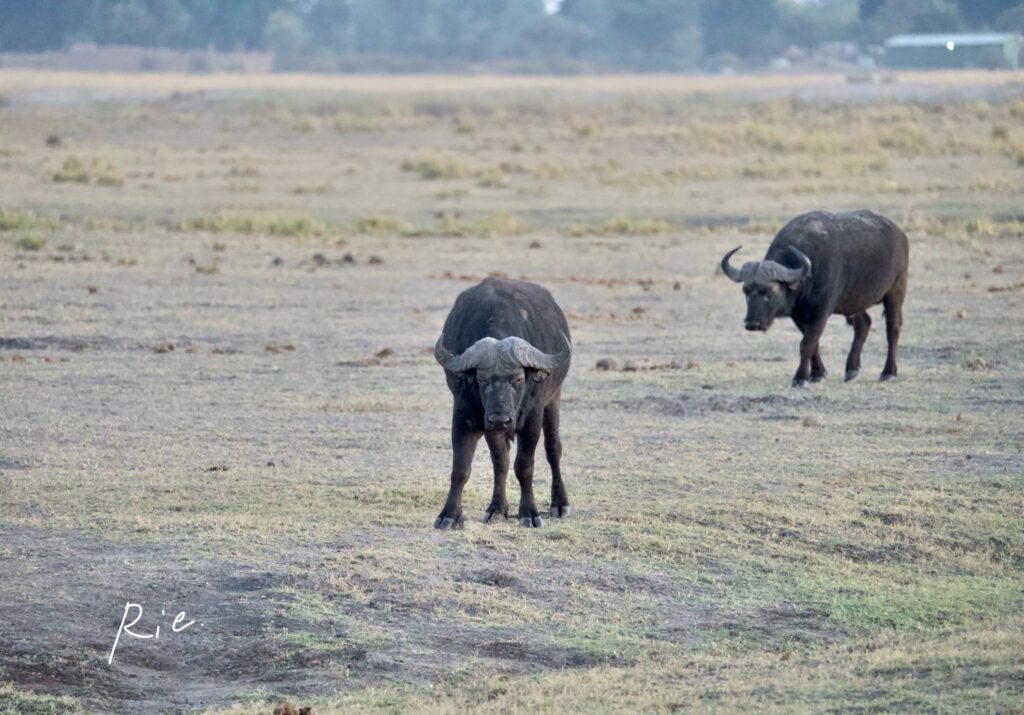 SIGMAレンズ400mmで撮影したバッファロー