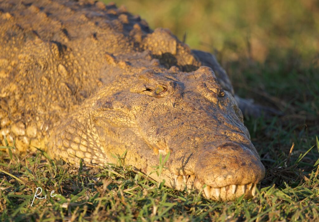 SIGMAレンズ400mmで撮影したワニ