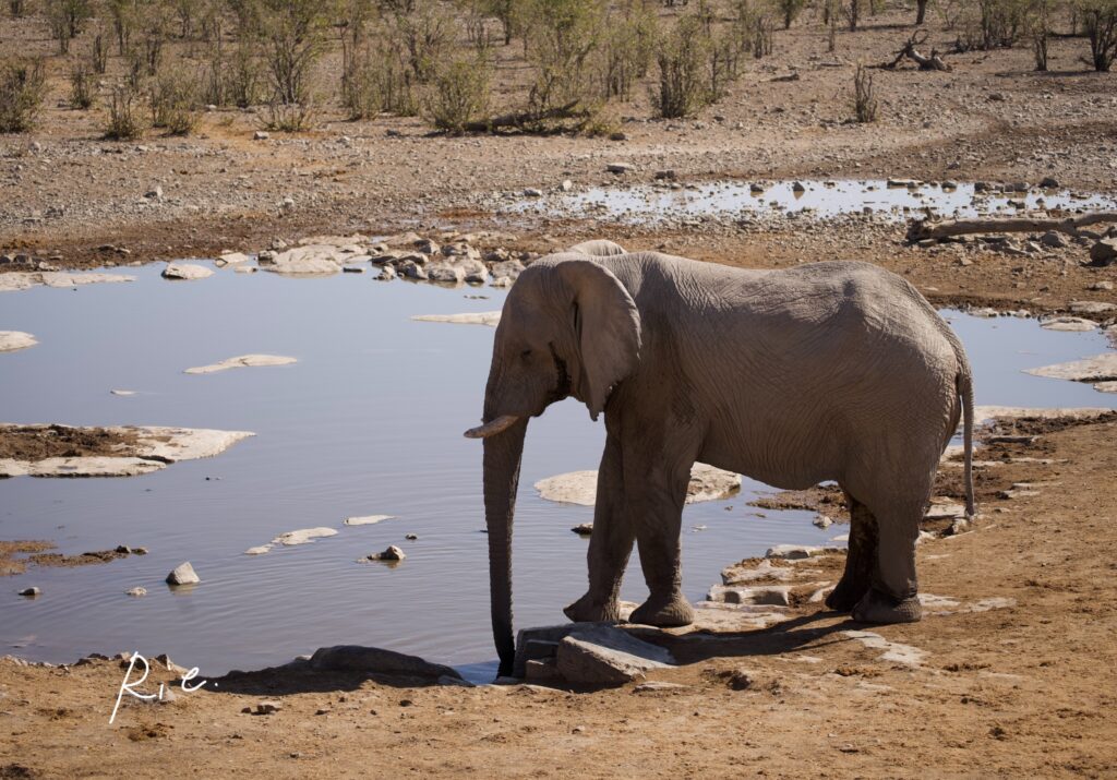 SIGMAレンズ100mmで撮影したゾウ