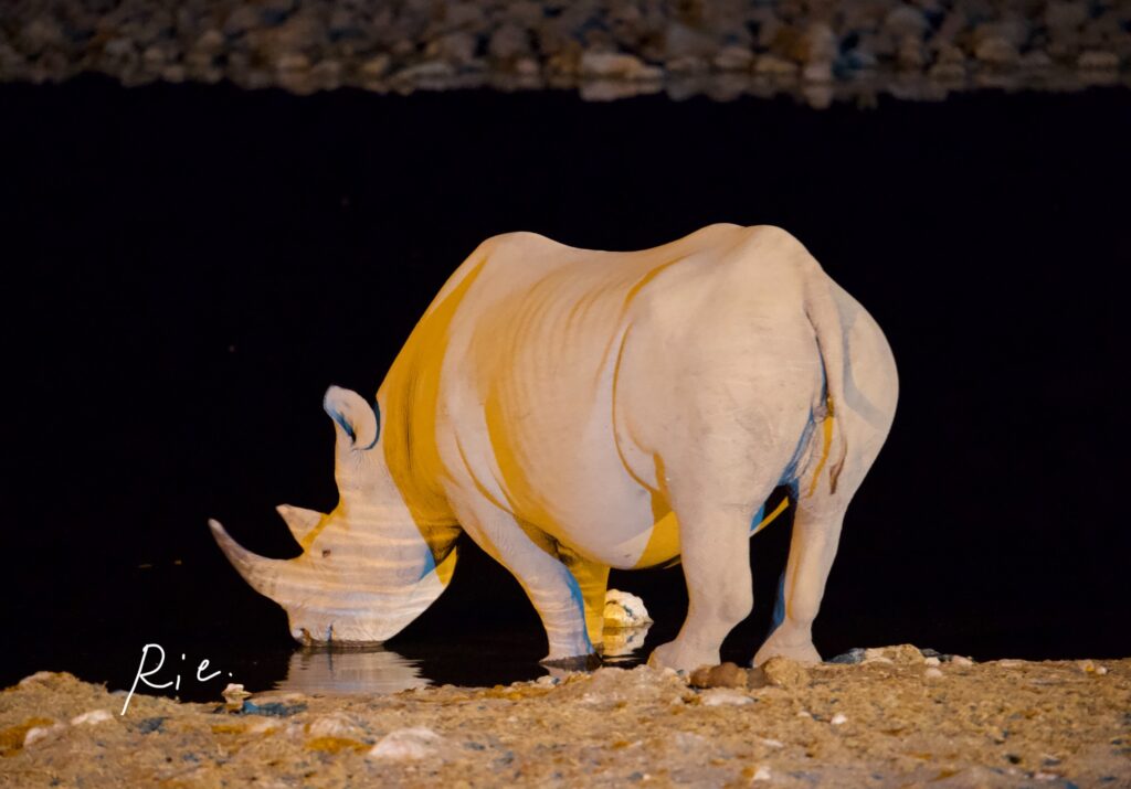 SIGMAレンズ400mmで撮影したサイ