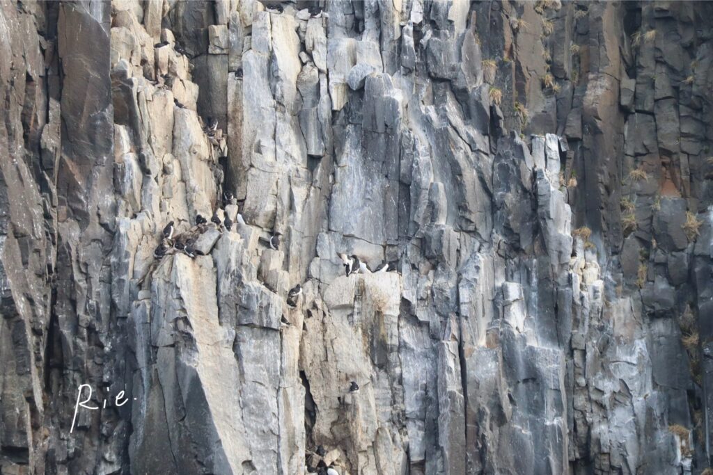 ウミガラスが営巣している崖