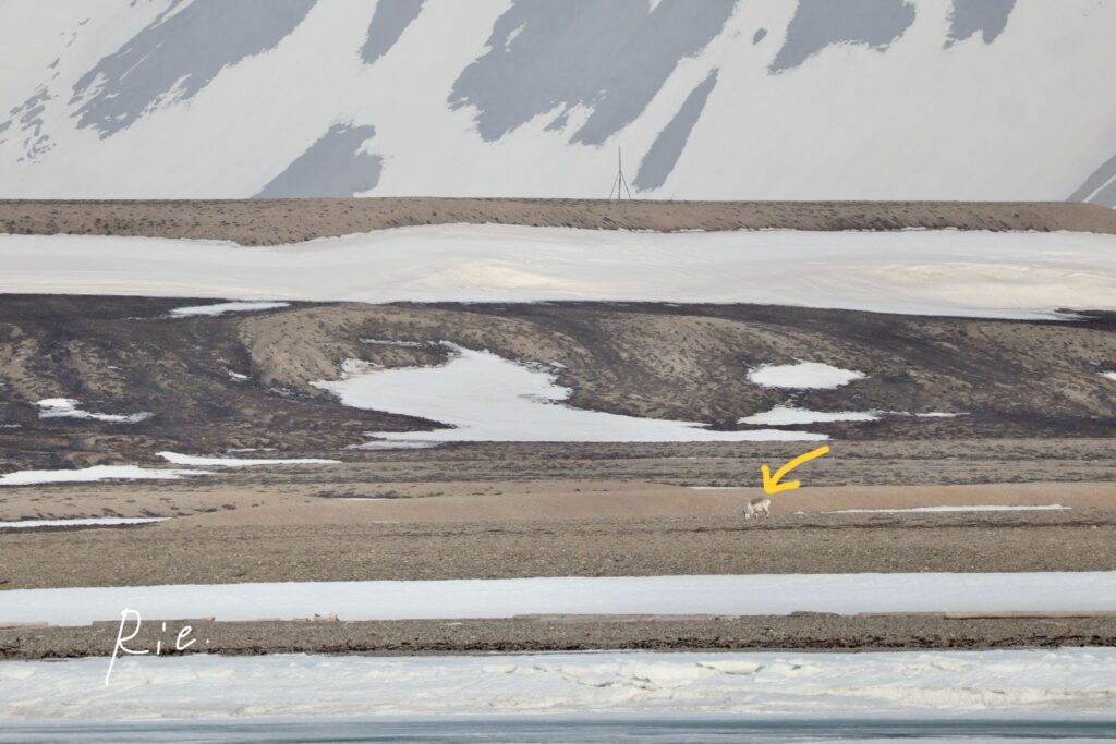 遠くに見つけたトナカイ