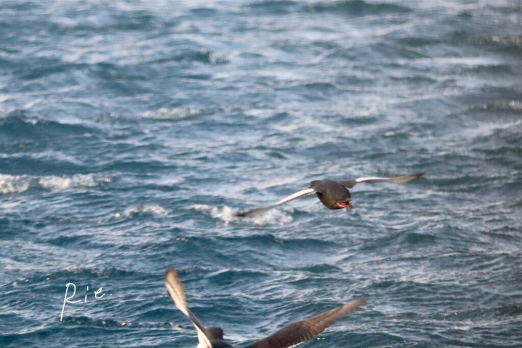 ハジロウミバト