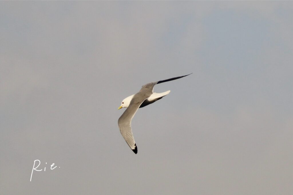 ミツユビカモメ