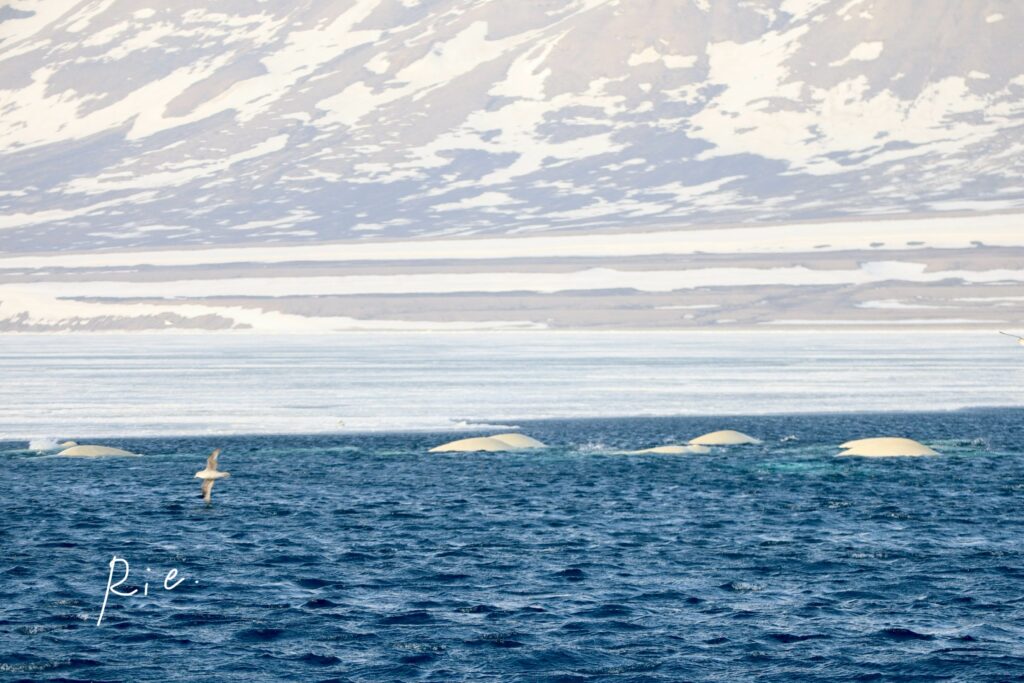 ベルーガの群れ