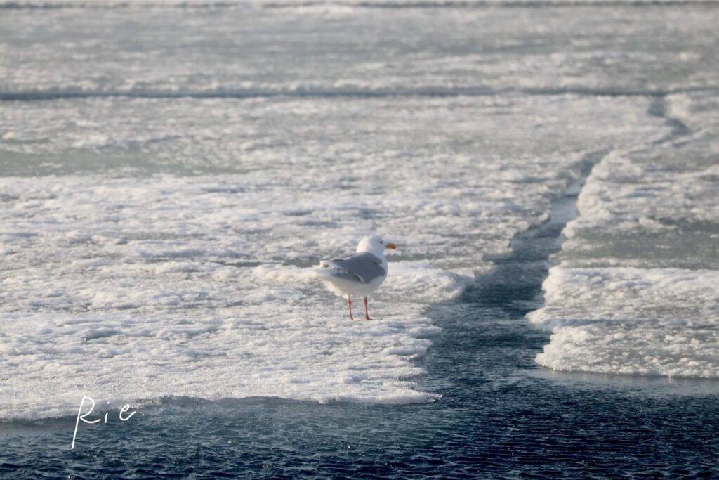 氷の上に立つシロカモメ