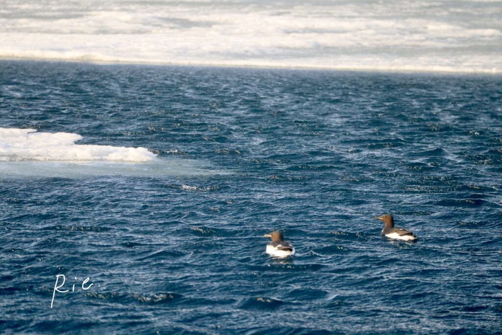海に浮かぶハシブトウミガラス2羽