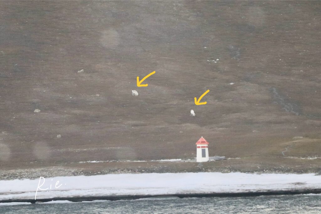 遠くに発見したトナカイ2頭