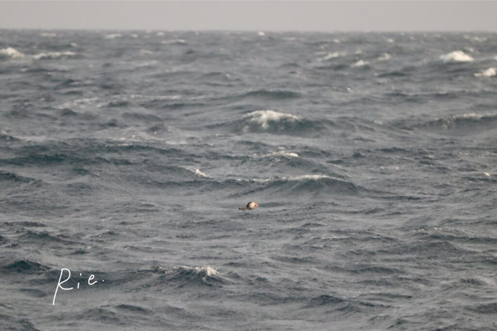 海に浮かぶパフィン