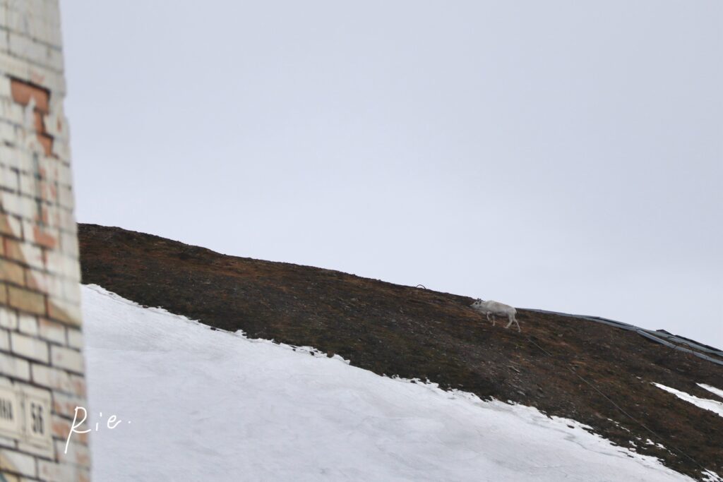坂を登るトナカイ