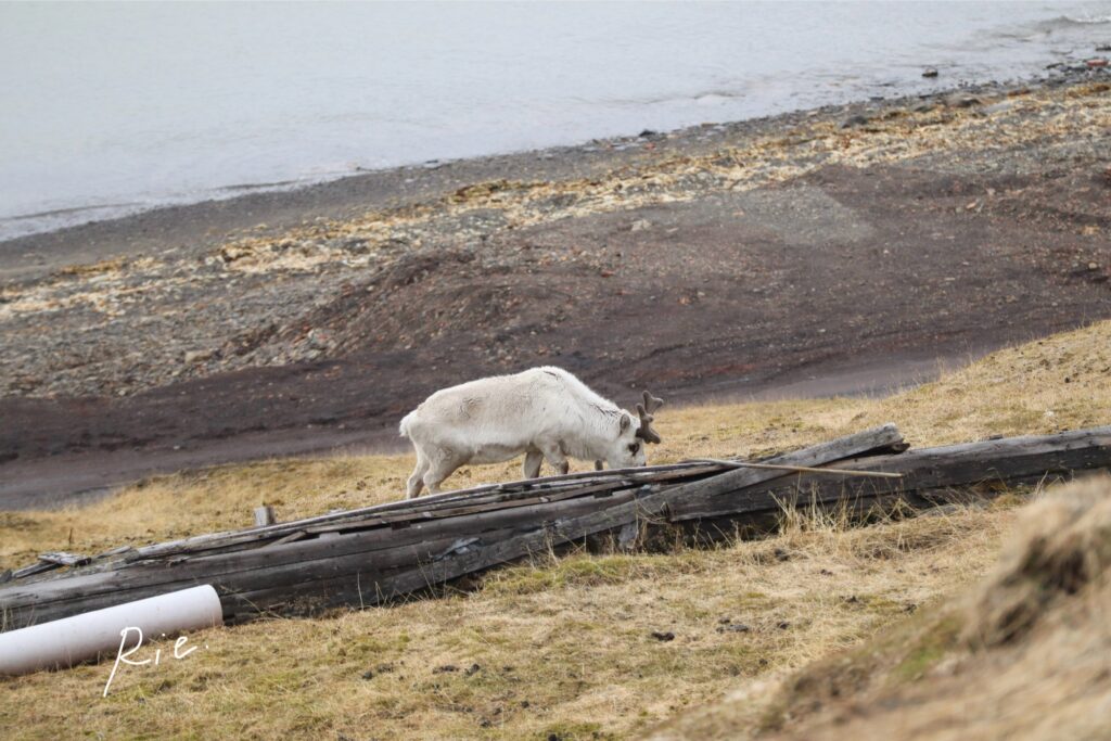 草を食べるトナカイ