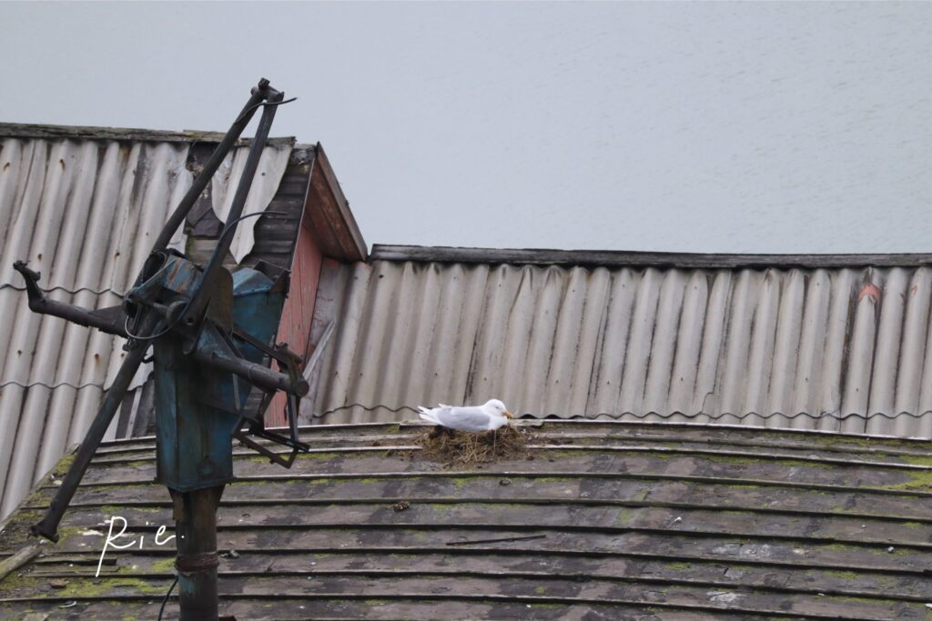 巣の上に座っているカモメ