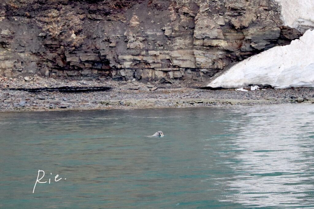 海を泳ぐセイウチ①