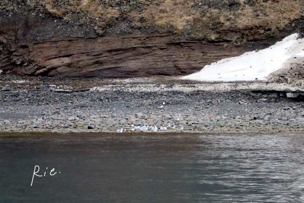 群れているカモメ