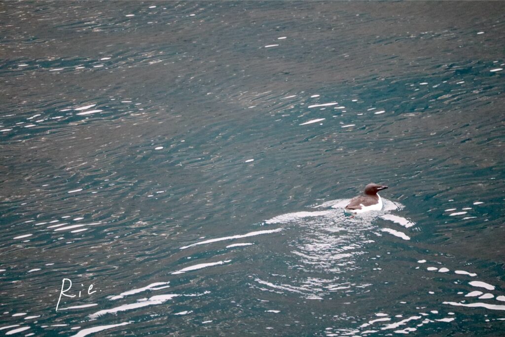 海に浮かぶハシブトウミガラス