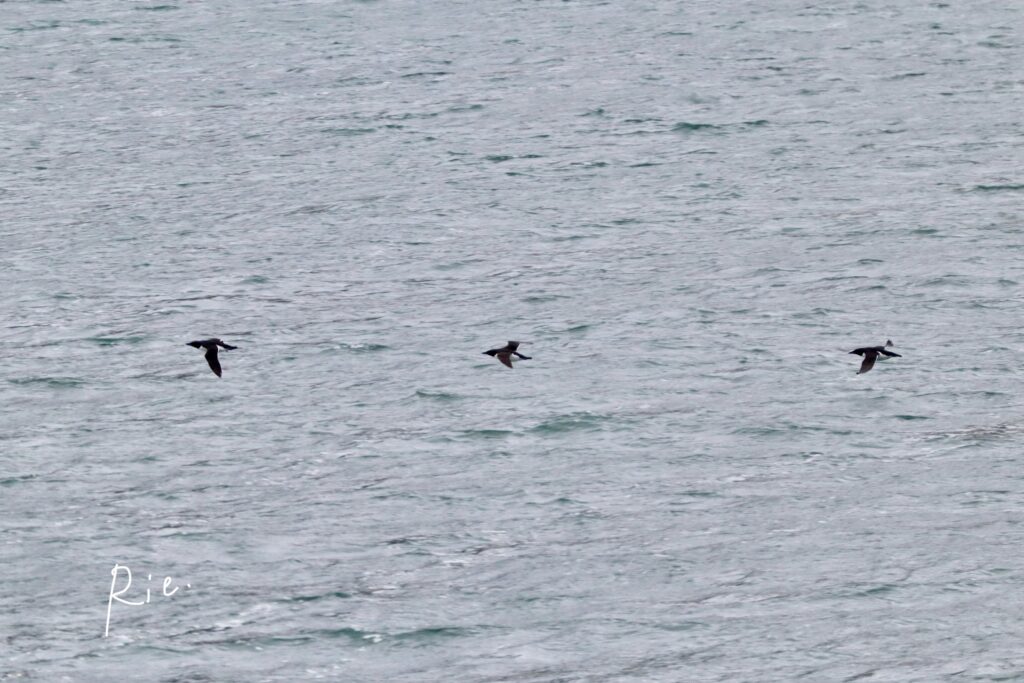 ハシブトウミガラス御一行