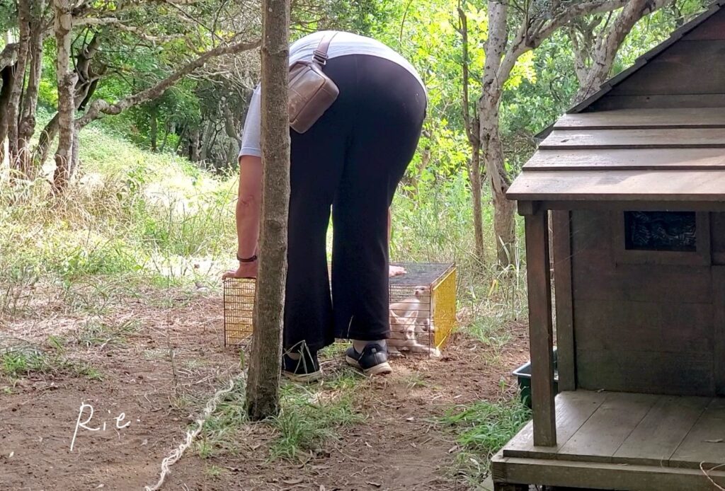 捕獲された子猫2匹