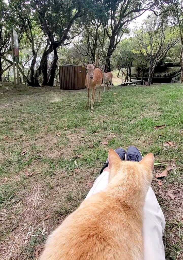 猫ちゃん越しの鹿さん親子