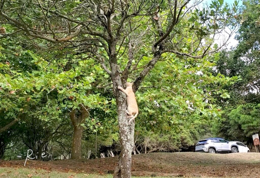 木登りをする猫ちゃん
