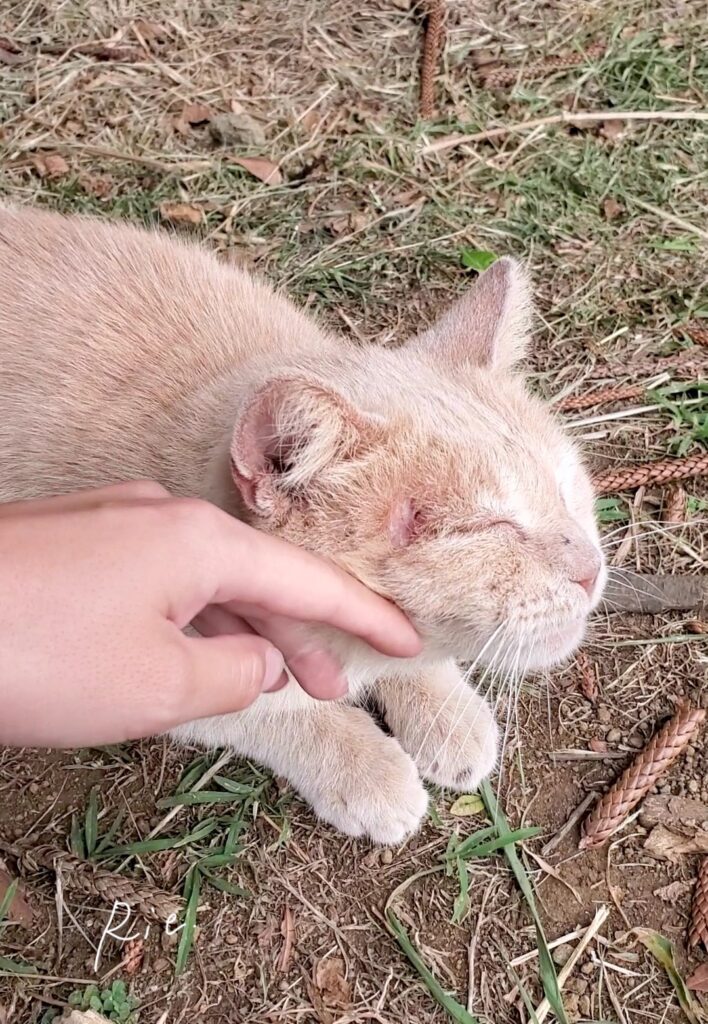 召され顔で撫でられる猫ちゃん