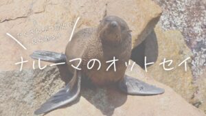 たくさんかつ間近で見られる!ナルーマのオットセイ
