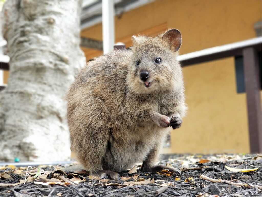食事中のクオッカ