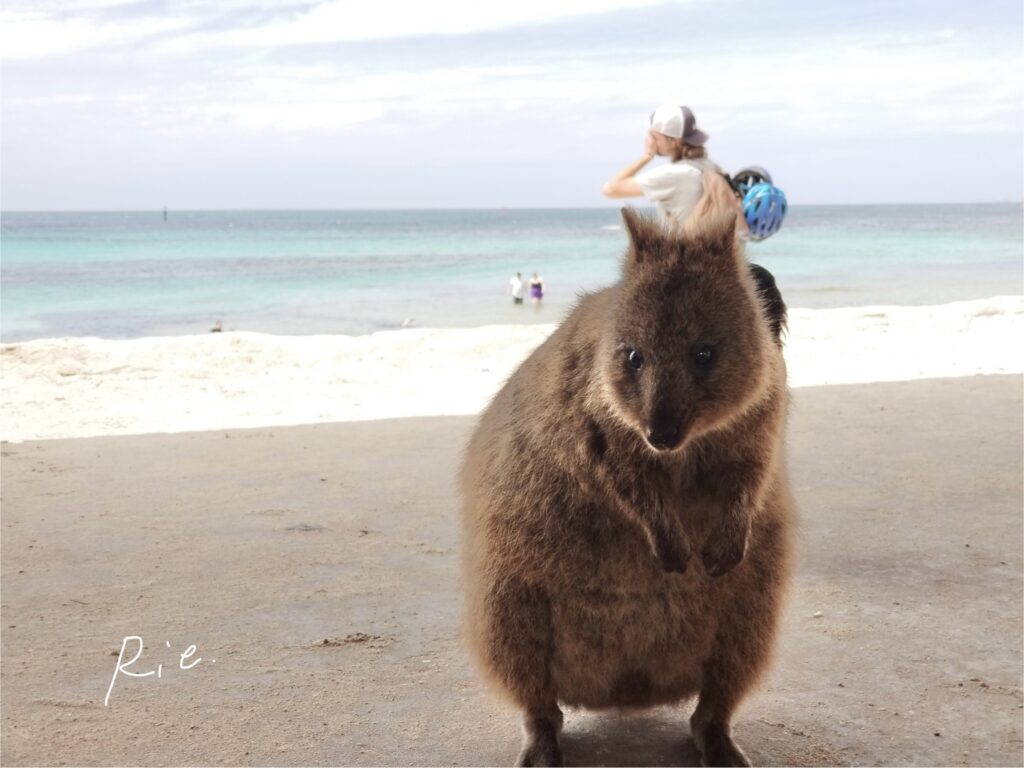 ビーチ付近にいたクオッカ