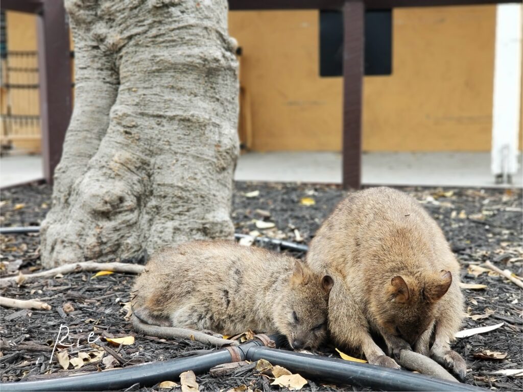 寄り添ってスヤスヤ眠っているクオッカ2匹