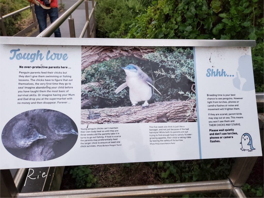 フェアリーペンギンに関する看板