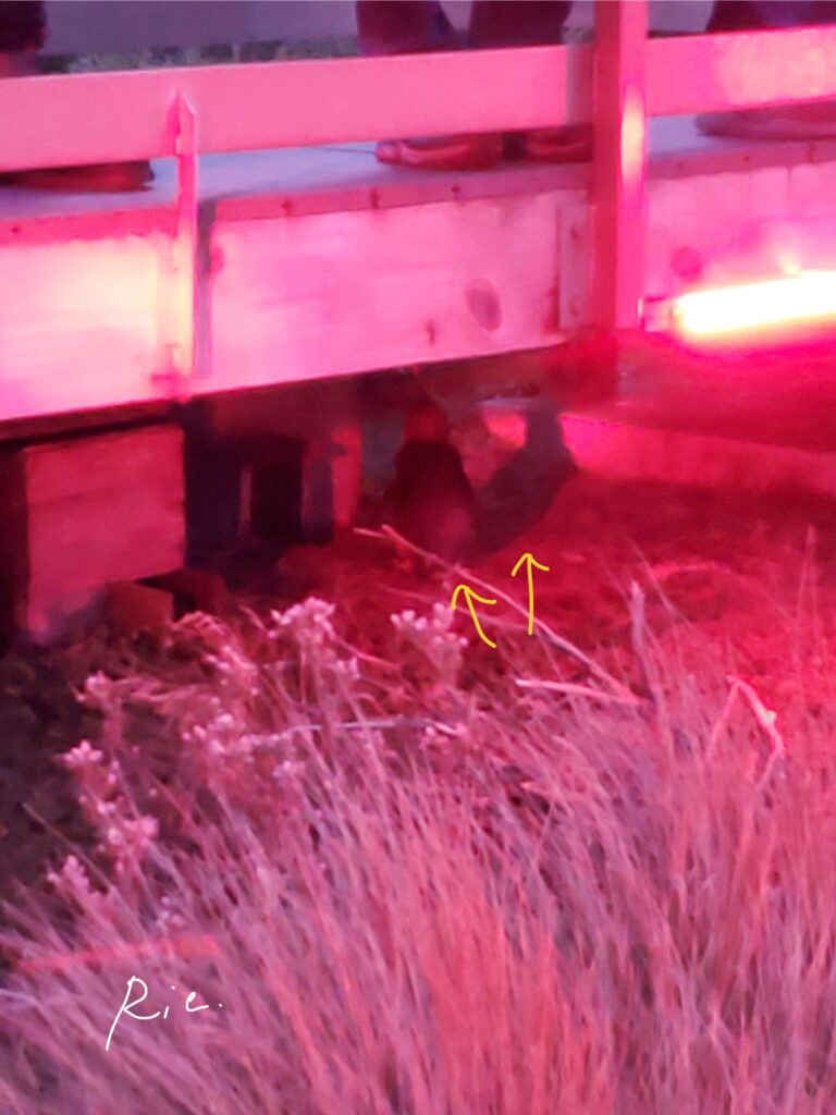 デッキ付近の様子