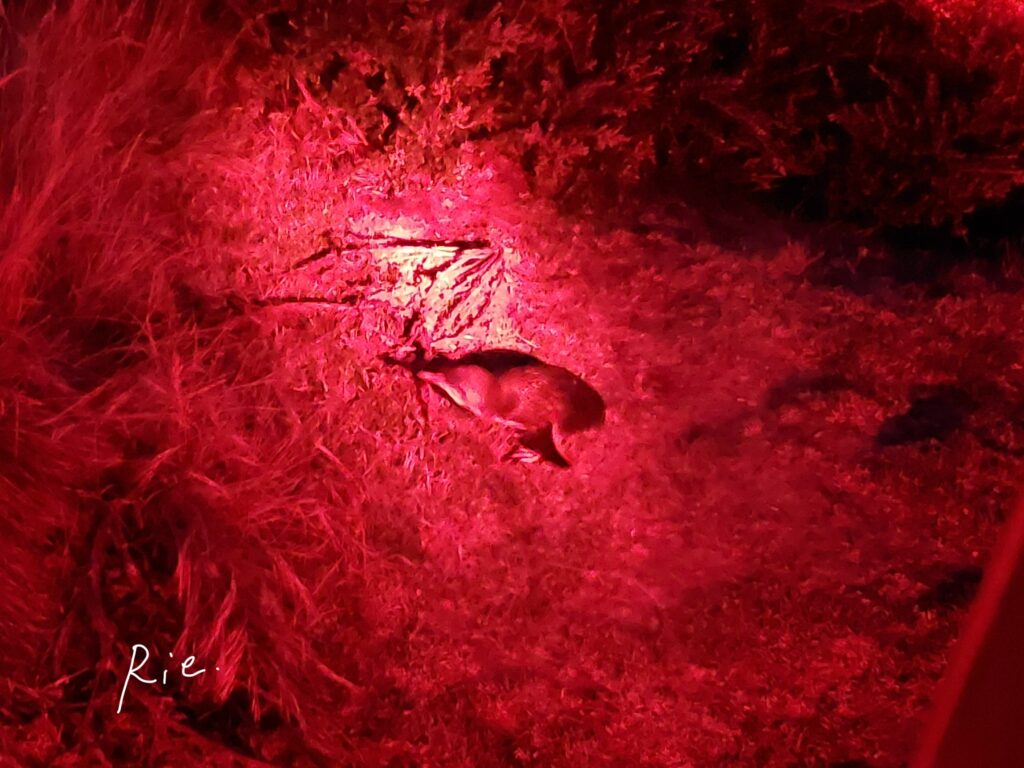 歩いて帰ってくるペンギン