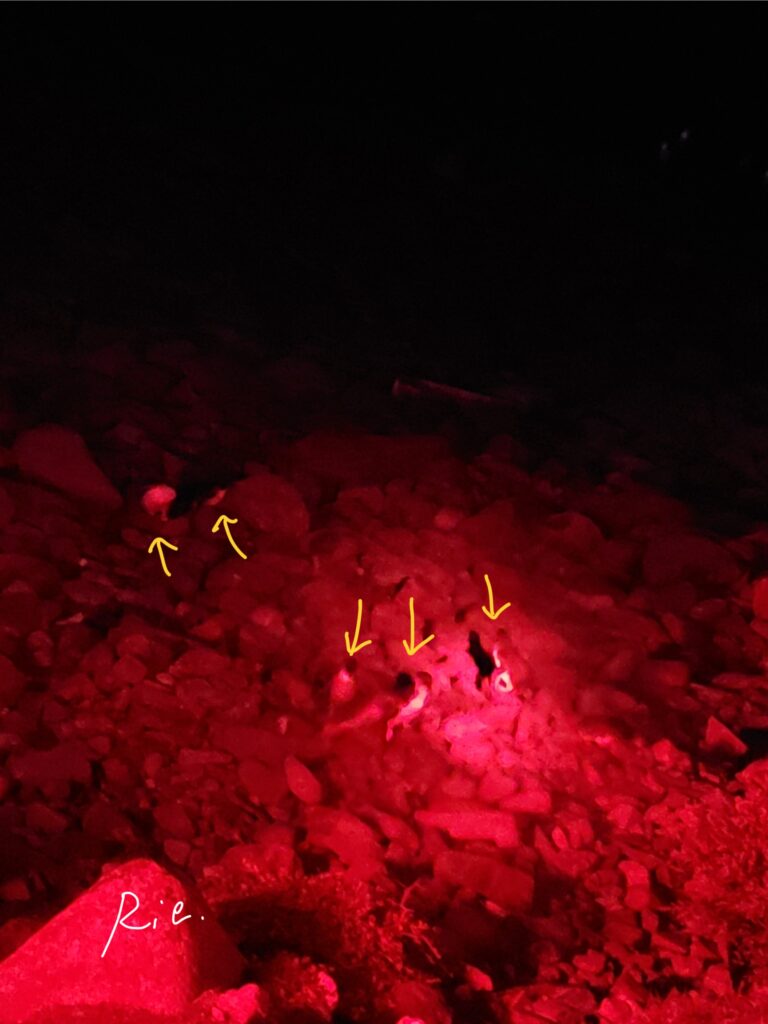 海から歩いて帰ってきたペンギンたち