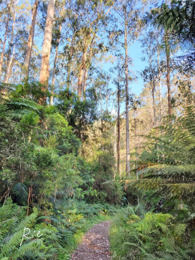 エリザベス湖までの道のり