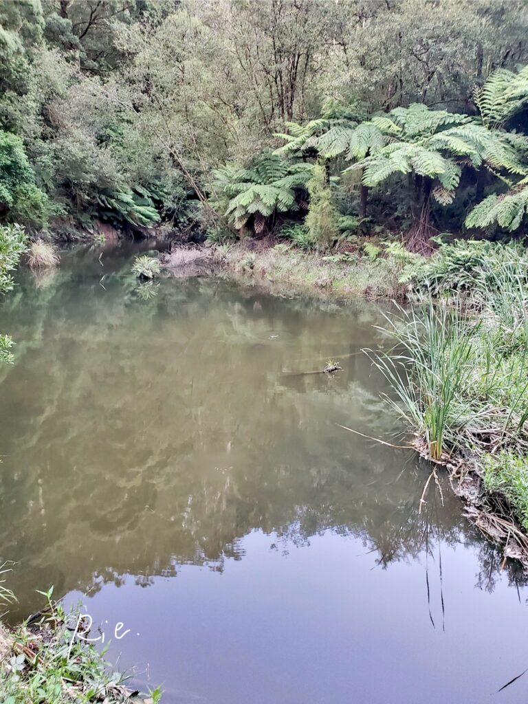 カモノハシを目撃した水場