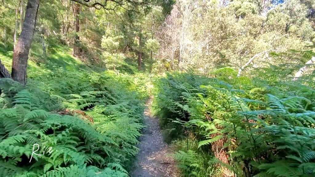 ネイチャーウォークの道中