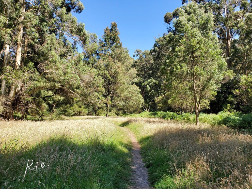 ネイチャーウォークの道中