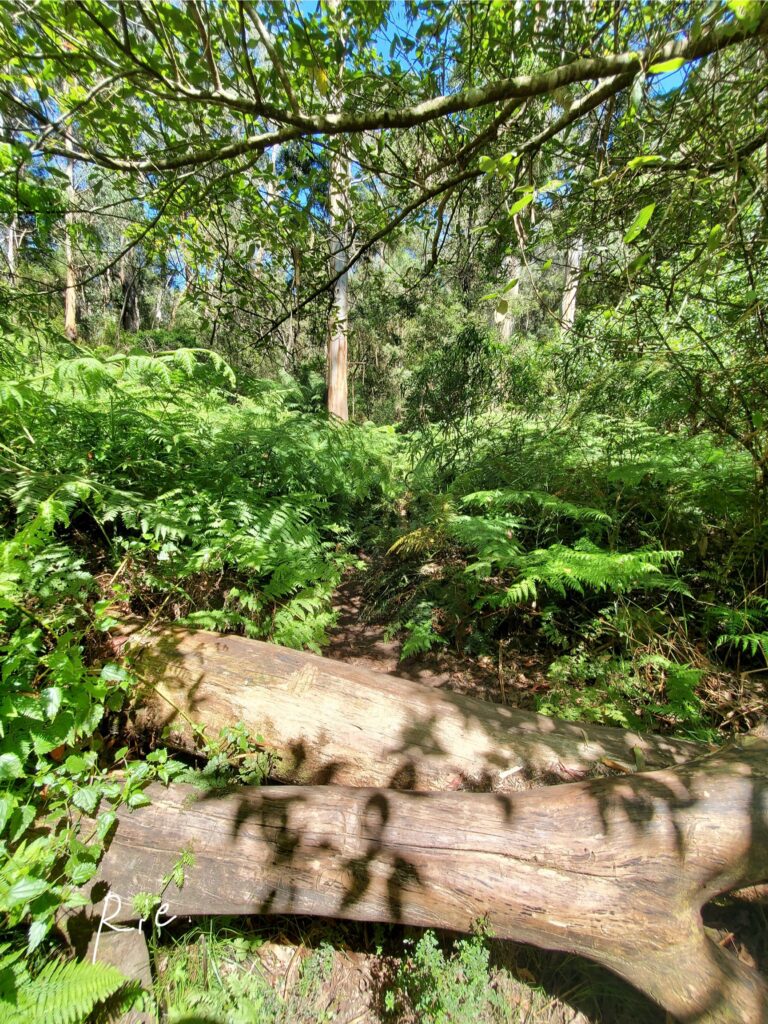 丸太が立ちはだかる道