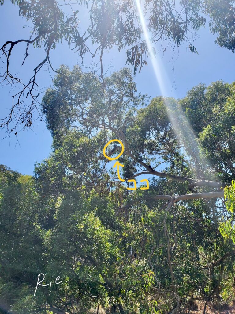 3匹目のコアラを発見