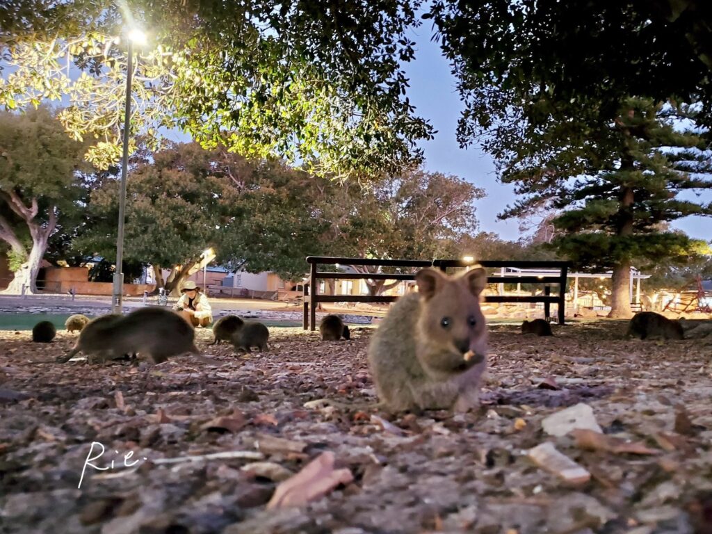 夜にたくさん出現するクオッカたち