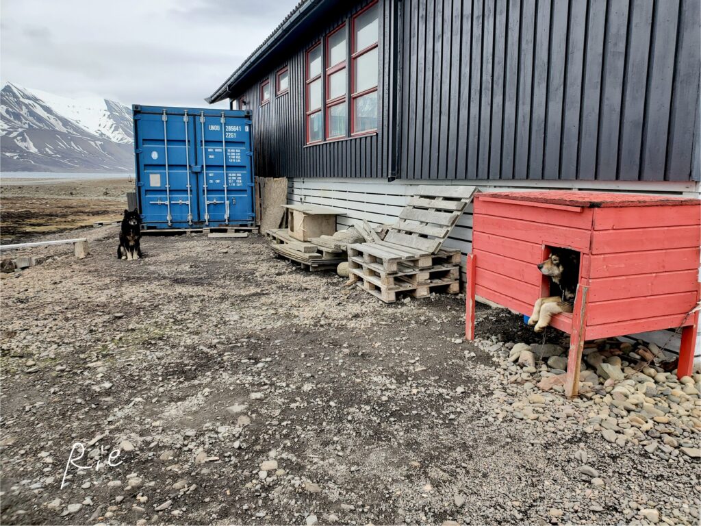 キャンプ場にいる2頭のワンちゃん