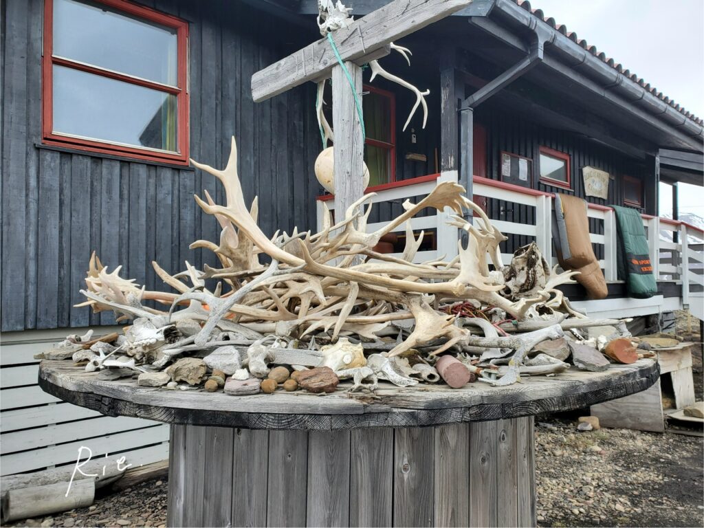 大量のトナカイの角