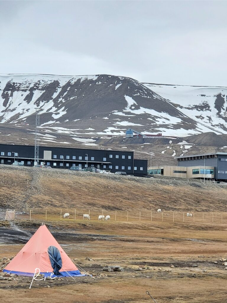 キャンプ場にやってきたトナカイ