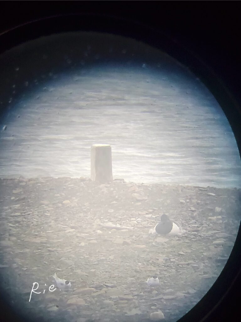 望遠鏡から見た鳥さん