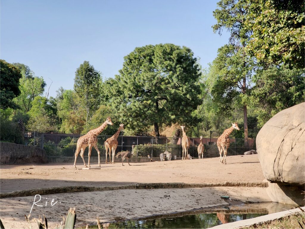 キリンやシマウマなどがいるエリア