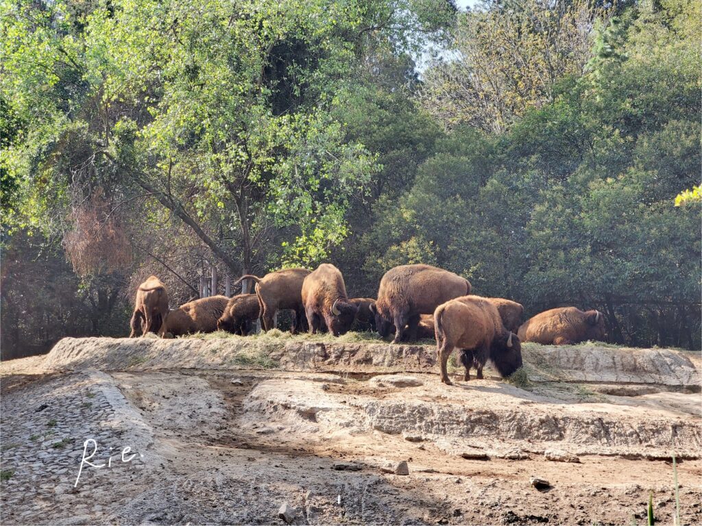 アメリカバイソン