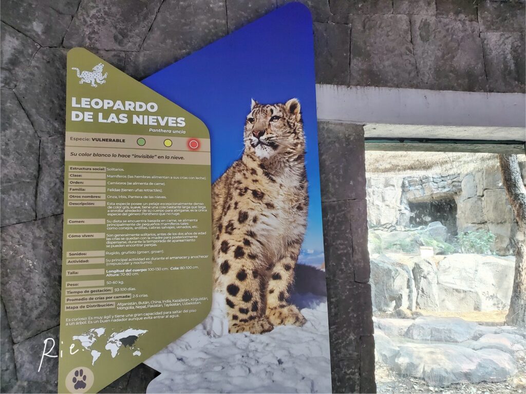 ユキヒョウの案内看板