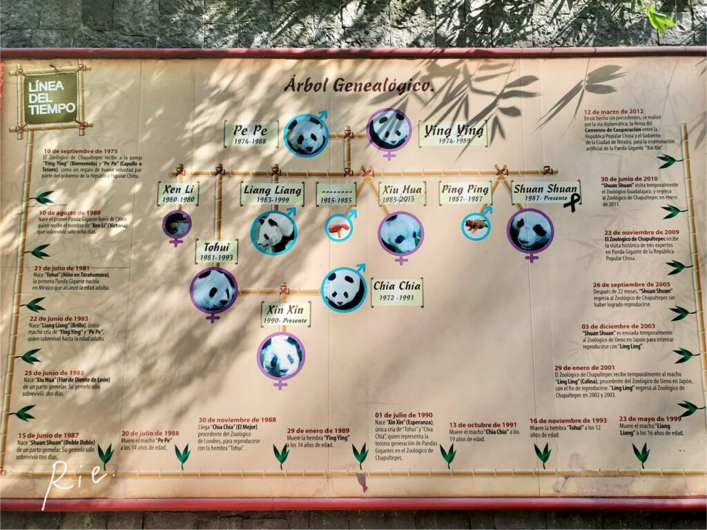 チャプルテペック動物園のパンダ家系図